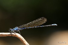  canastra