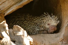  zooparque itatiba