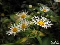  travessia marins-itaguare