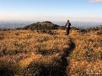  pico do papagaio