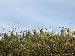  pico do ataque e focinho de cao