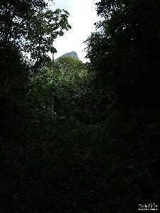  pico do ataque e focinho de cao