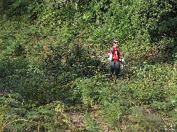  pico do ataque e focinho de cao