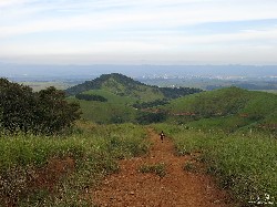  pico do ataque e focinho de cao