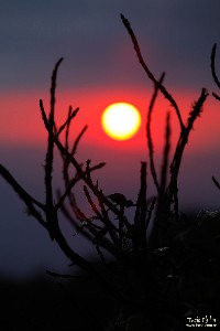  nova couto-prateleiras e por-do-sol no pni
