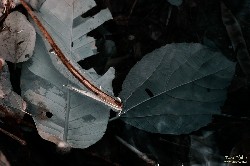  fotos em itu