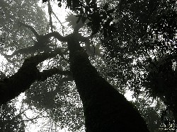  pico da gomeira